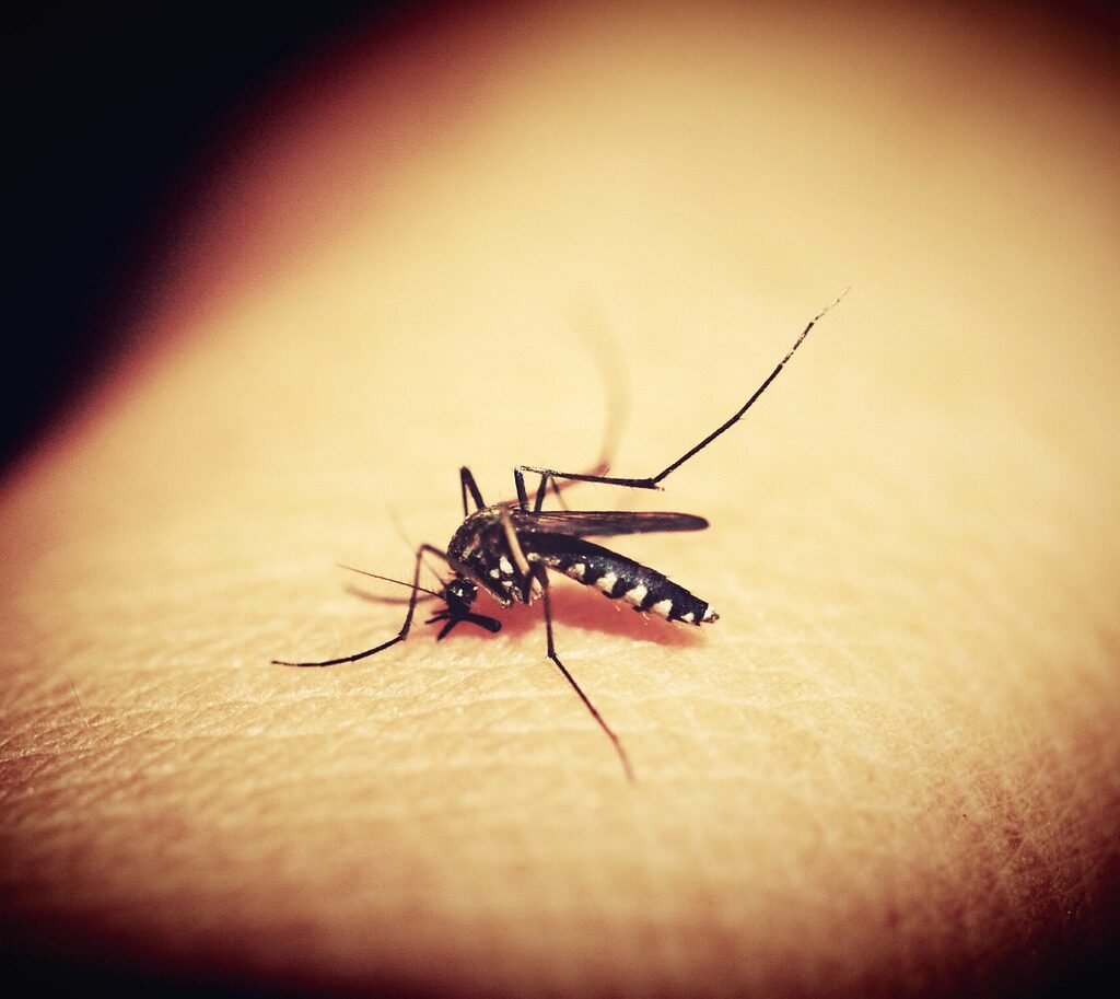 mosquitoe, mosquito, malaria-1548975.jpg
